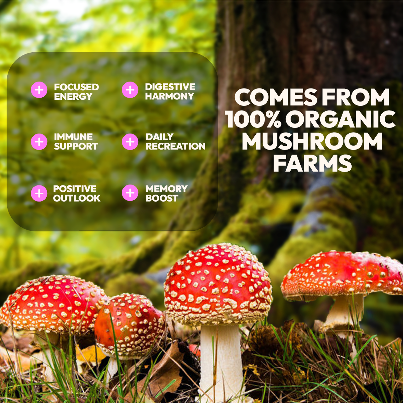 MUSHROOM EXTRACT COMPLEX 10 in 1  VITAMINS MUSHROOM GUMMIES